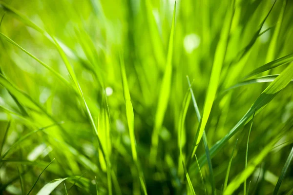 Grass background — Stock Photo, Image