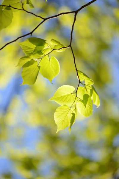 Fresh and green leaves — Stock Photo, Image