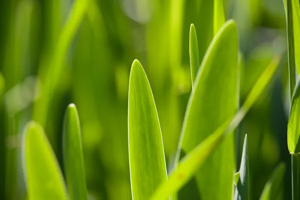 Fresh and green leaves — Stock Photo, Image