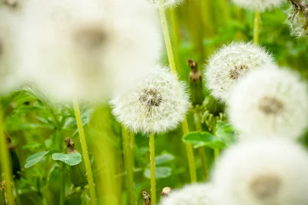 Diente de león soplado — Foto de Stock