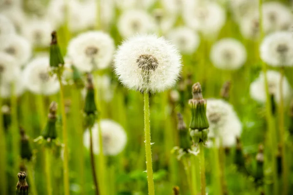 Diente de león soplado — Foto de Stock