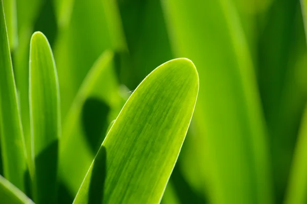 Fresh and green leaves — Stock Photo, Image