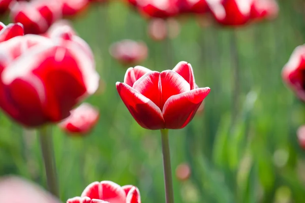 Flowers background — Stock Photo, Image