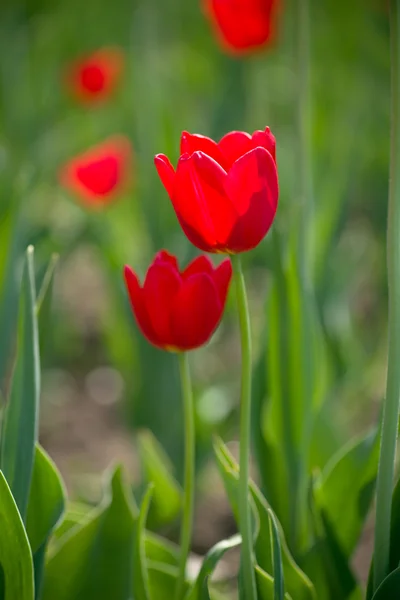 Flowers — Stock Photo, Image