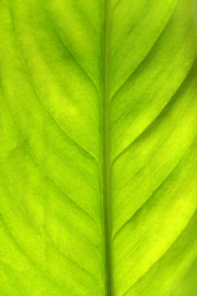 พื้นหลังใบสีเขียว — ภาพถ่ายสต็อก
