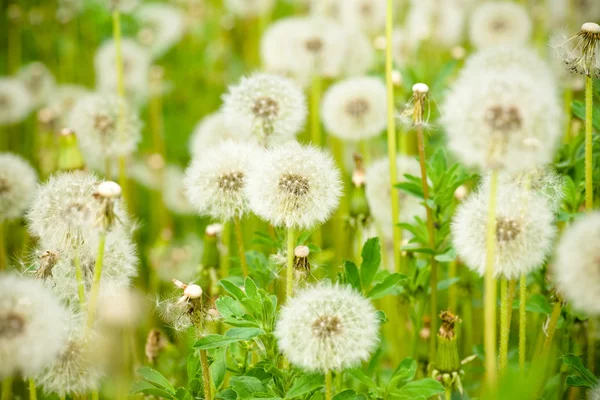 Diente de león soplado — Foto de Stock