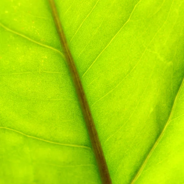 Fondo de hoja verde —  Fotos de Stock