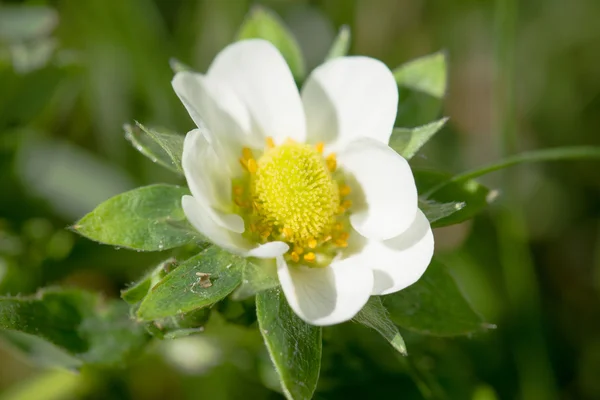 Bloemen achtergrond Rechtenvrije Stockafbeeldingen