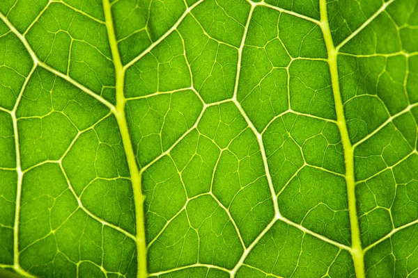 Zöld hagyja textúra — Stock Fotó