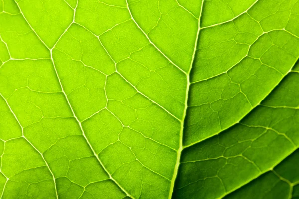 Fundo de folha verde — Fotografia de Stock