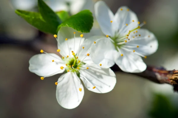 Fondo de flores — Foto de Stock