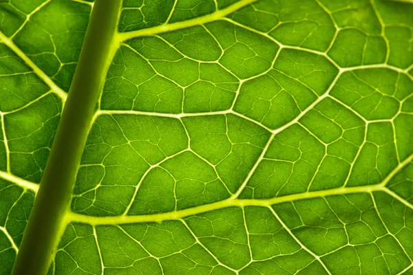 Green leave texture — Stock Photo, Image