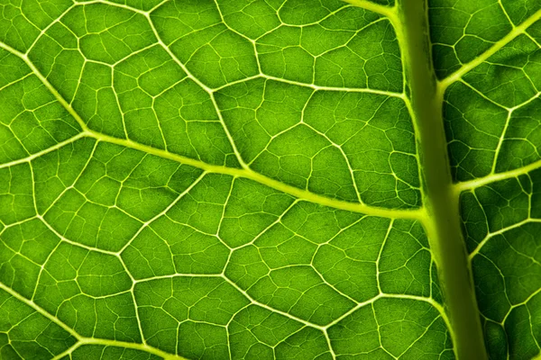 Zöld hagyja textúra — Stock Fotó