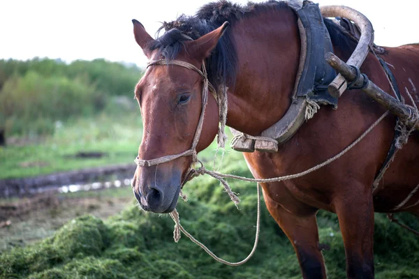 ハーネスの馬 — ストック写真