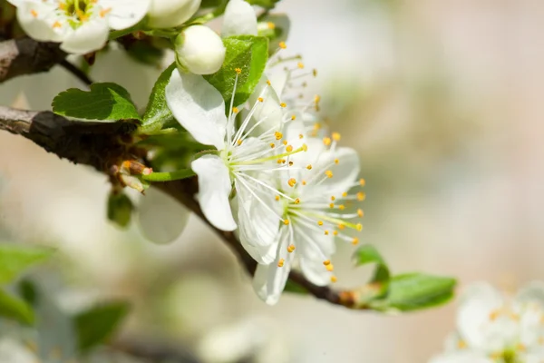 Fondo de flores — Foto de Stock