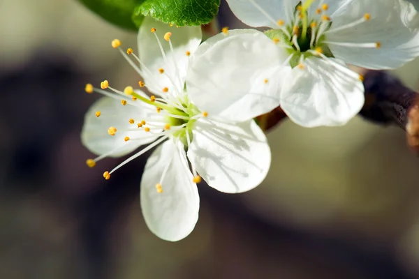 Fondo de flores — Foto de Stock