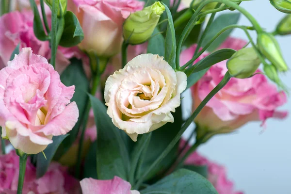 Blommor bakgrund — Stockfoto