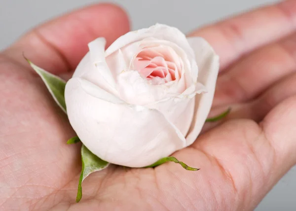 Роза в руке — стоковое фото