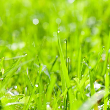 Su damlalı taze yeşil çimen
