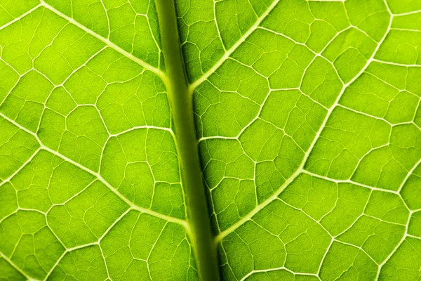 Green leave texture — Stock Photo, Image