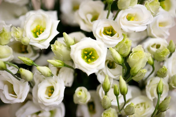 Flowers — Stock Photo, Image