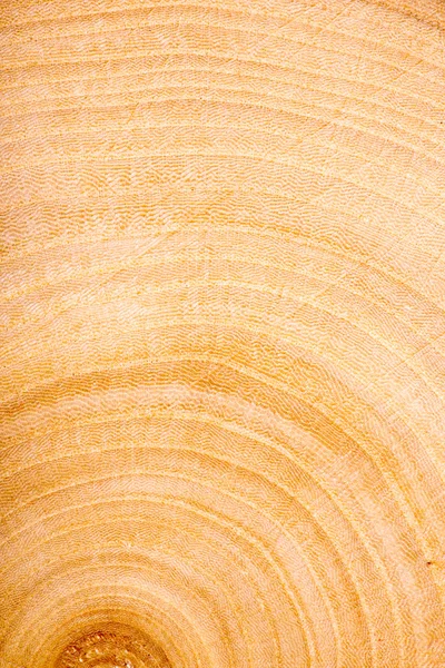 Wooden texture, wood background — Stock Photo, Image