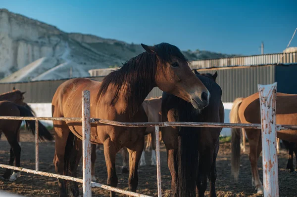 Belos cavalos no curral ao pôr-do-sol da noite Fotos De Bancos De Imagens