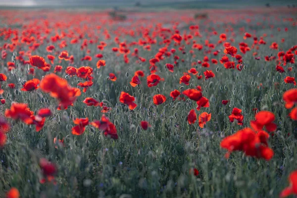 Rött vallmo närbild på ett oändligt fält med vackert solljus — Stockfoto