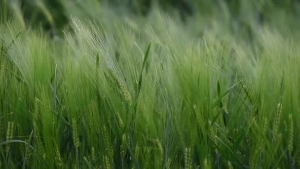 Hermoso campo verde de cereales de cebada fresca. Contexto — Vídeos de Stock