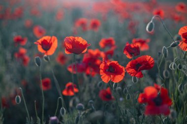 Sonsuz bir tarlaya yakın kırmızı gelincikler güzel güneş ışığıyla