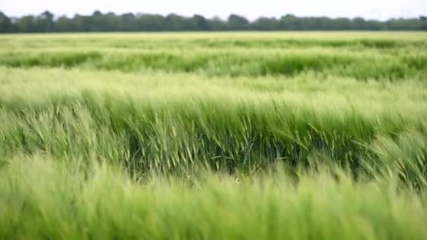 Hermoso campo verde de cereales de cebada fresca. Contexto — Vídeo de stock