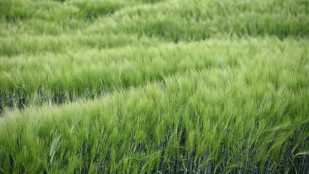 Belo campo verde de cereais de cevada frescos. Contexto — Vídeo de Stock