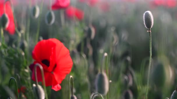 Red poppies close-up on an endless field with beautiful sunlight. — Stock Video