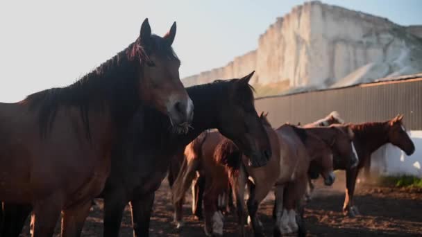 Troupeau de chevaux paissent dans les montagnes près de la ferme. — Video