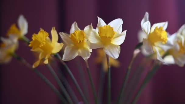 Bouquet of daffodils in vase on table against burgundy background. 4k — Stock Video