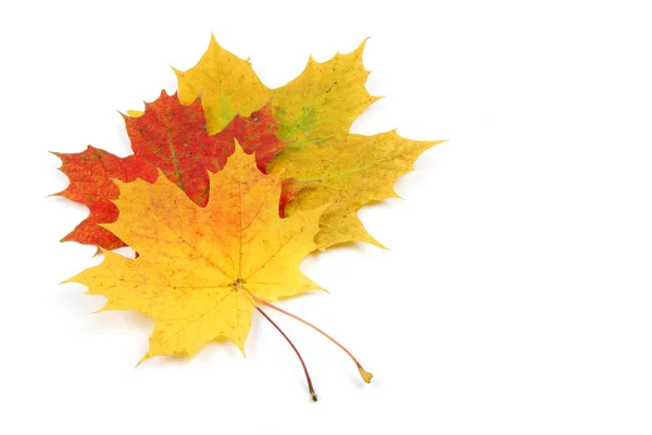 Hojas de otoño aisladas sobre fondo blanco — Foto de Stock