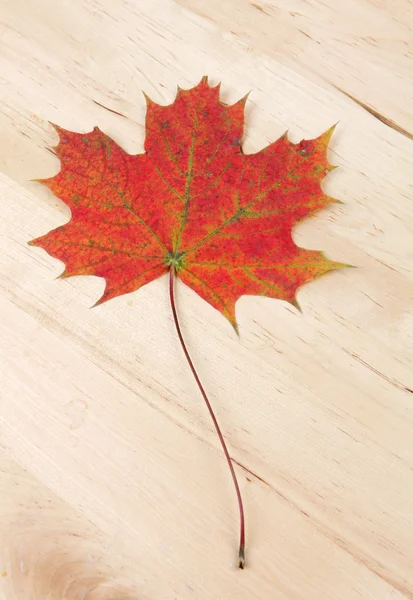 Herfst verlof om redenen van houten achtergrondstructuur — Stockfoto