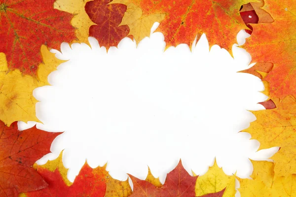 帧组成的多彩的秋天树叶 — 图库照片