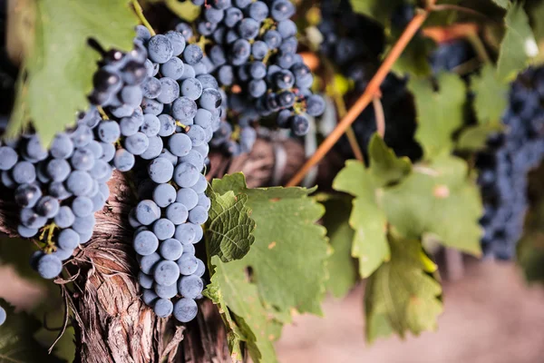 Şarap fıçıları şarap mahzenine istiflenmiş. — Stok fotoğraf