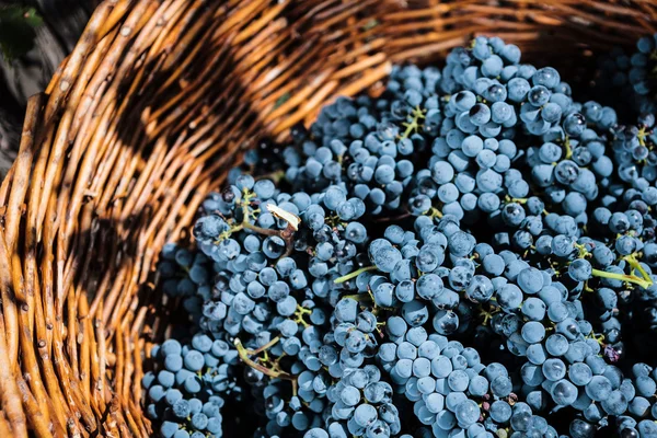 Barricas de vino apiladas en la bodega de la bodega — Foto de Stock