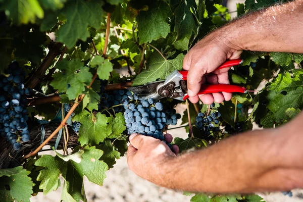 Man working in a vineyard — Stock Photo, Image