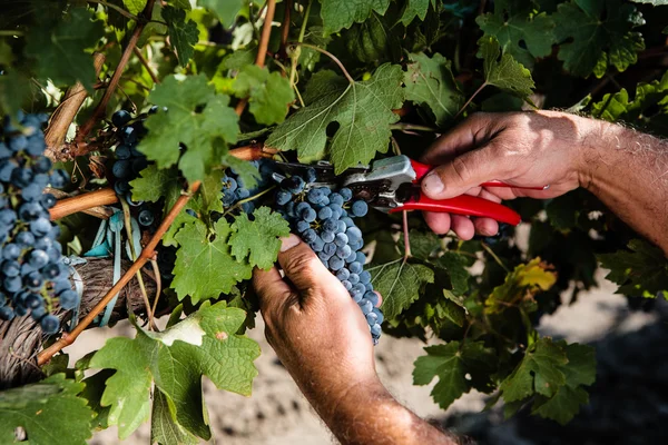 Чоловік працює в винограднику — стокове фото