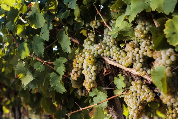 Uvas brancas amadurecendo no final do sol de verão — Fotografia de Stock