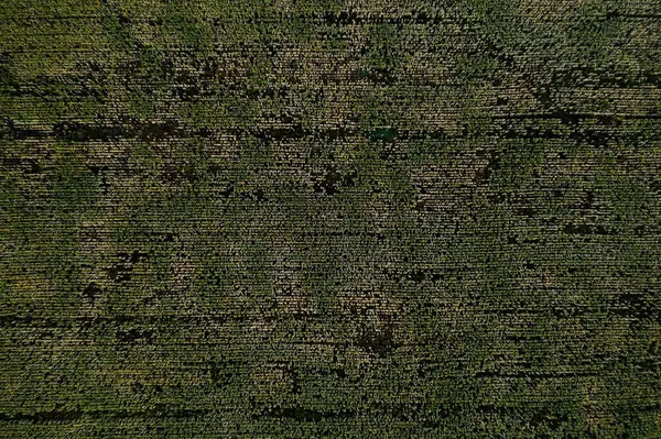 Vista de pájaro en textura de campo de maíz verde natural —  Fotos de Stock