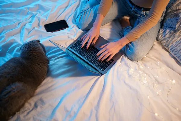 女性はスコットランドの折りたたみ猫とベッドに横たわって、ラップトップを使用して — ストック写真