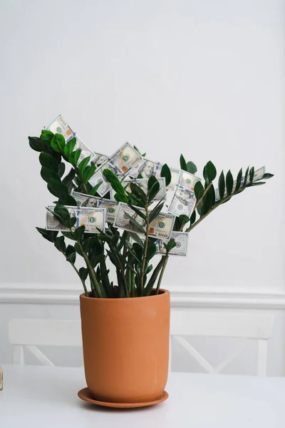 Διακοσμητικό δέντρο σε κατσαρόλα με χρήματα τοποθετούνται σε λευκό εσωτερικό — Φωτογραφία Αρχείου