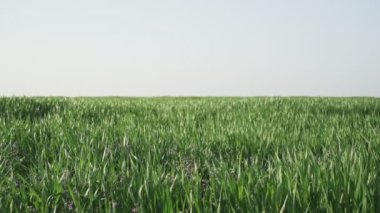 Baharda yeşil buğday tarlası
