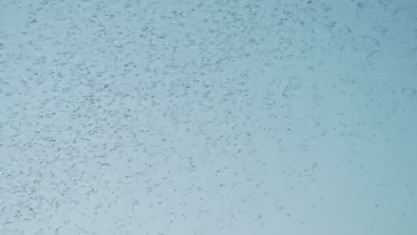 Vliegende zwerm muggen in de blauwe heldere lucht — Stockvideo