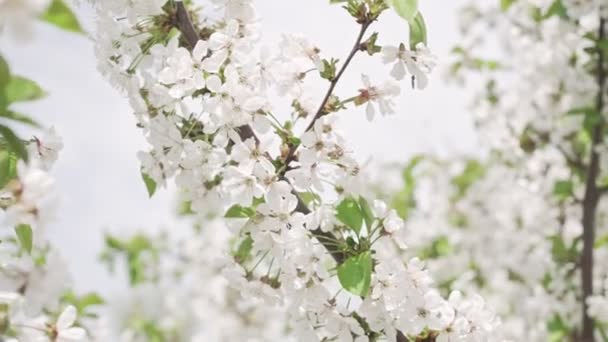 Closeup of cherry tree branches with blossoms and beautiful white petals — Stock Video