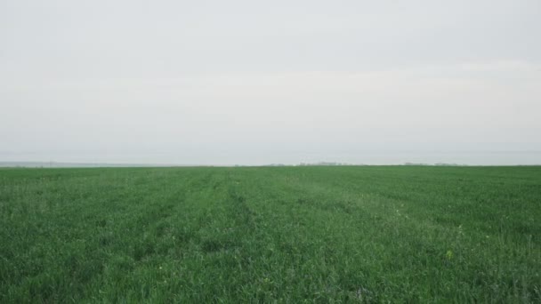 春の緑の小麦畑 — ストック動画